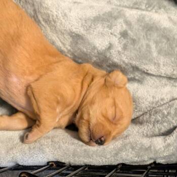 Celeste -  Pit Bull Terrier Dog for Adoption in Jefferson City, Tennessee - Celeste | PetCurious