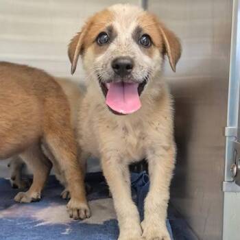 Shelby 26-06-052 -  Anatolian Shepherd Dog for Adoption in Bastrop, Texas - Shelby 26-06-052 | PetCurious