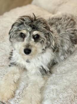 Angel -  Poodle and Australian Shepherd Dog Available for Adoption in Wolcott, Connecticut - Angel | PetCurious