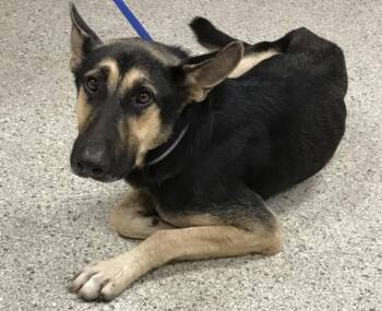 Rescue Labrador Retriever and Mixed Breed Dogs for Adoption in Conroe, Texas - A418336 | PetCurious