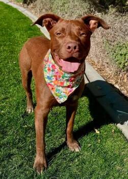Mia -  Pit Bull Terrier Dog for Adoption in Gardnerville, Nevada - Mia | PetCurious
