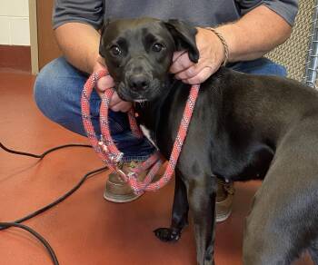 Rescue Greyhound and Mixed Breed Dogs for Adoption in Hot Springs, Virginia - Scooby | PetCurious