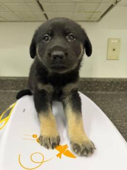 Josee -  Shepherd Dog for Adoption in Yellowknife, Northwest Territories - Josee | PetCurious