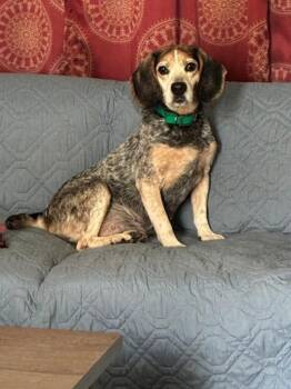 Blu Girl *Adopt or Foster* -  Beagle Dog for Adoption in Fairfax, Virginia - Blu Girl *Adopt Or Foster* | PetCurious