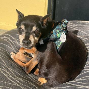 Weston 14218 -  Miniature Pinscher Dog for Adoption in San Francisco, California - Weston 14218 | PetCurious