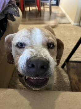 Basset Hound Dogs Available for Adoption - Waffles | PetCurious