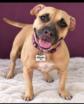 Mikayla -  American Staffordshire Terrier and Pit Bull Terrier Dog for Adoption in Cumming, Georgia - Mikayla | PetCurious