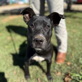 Rescue Pit Bull Terrier Dogs for Adoption in Columbia, South Carolina - Pocus | PetCurious