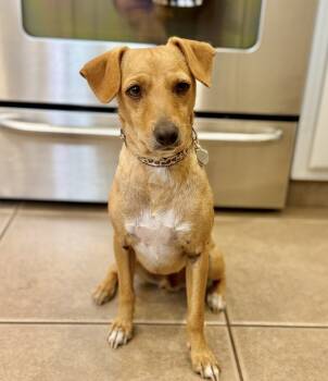 Rescue Chihuahua and Terrier Dogs for Adoption in Boulder, Colorado - Bear | PetCurious