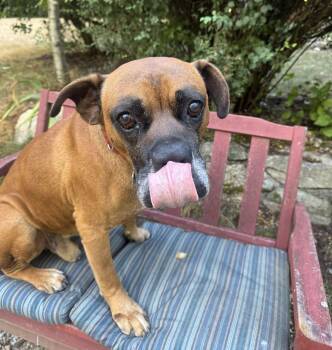 Rescue Boxer Dogs for Adoption in Stanwood, Washington - Kyle | PetCurious