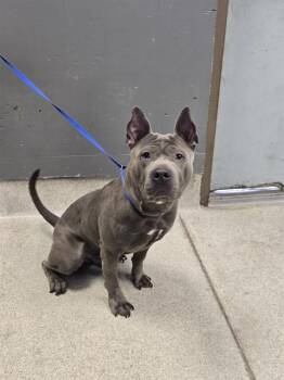 ARIES -  American Staffordshire Terrier and Mixed Breed Dog for Adoption in Tallahassee, Florida - ARIES | PetCurious