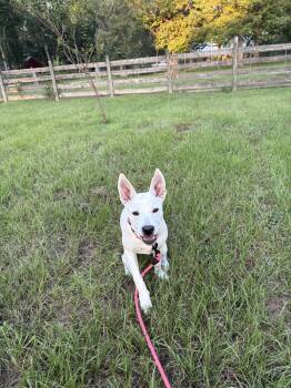 Luna Bean -  Labrador Retriever Dog for Adoption in The Woodlands, Texas - Luna Bean | PetCurious