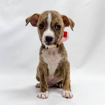 676 (2026) Goose -  Pit Bull Terrier and Mixed Breed Dog for Adoption in Parker, Colorado - 676 (2026) Goose | PetCurious
