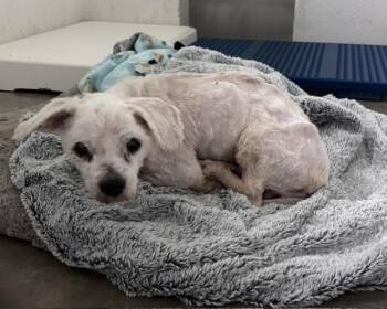 HANK -  Maltese Dog for Adoption in Olathe, Kansas - HANK | PetCurious