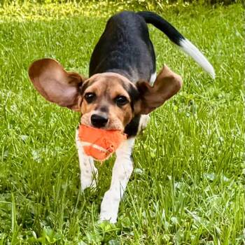 Gopher -  Beagle Dog for Adoption in Cincinnati, Ohio - Gopher | PetCurious
