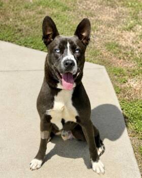 Pit Bull Terrier and Siberian Husky Dogs Available for Adoption in Malvern, Pennsylvania - Onyx | PetCurious