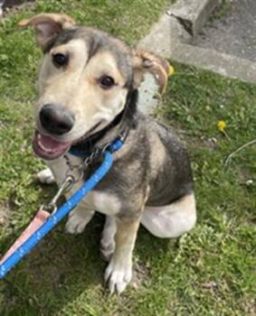 ASH -  Siberian Husky and Great Dane Dog for Adoption in Vaughan, Ontario - ASH | PetCurious