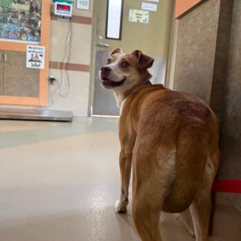 Sabrina Carpenter -  Mixed Breed Dog for Adoption in Winston-salem, North Carolina - Sabrina Carpenter | PetCurious
