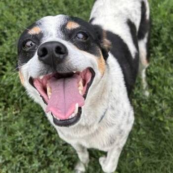 Chuy -  Jack Russell Terrier Dog for Adoption in The Colony, Texas - Chuy | PetCurious