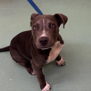 Peaty -  Mixed Breed Dog for Adoption in Memphis, Tennessee - Peaty | PetCurious