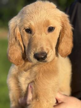Golden Retriever and Goldendoodle Dogs Available for Adoption - Cider | PetCurious