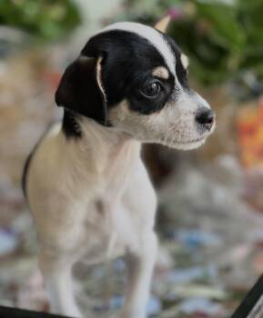 Chihuahua and Terrier Dogs Available for Adoption - Riley | PetCurious