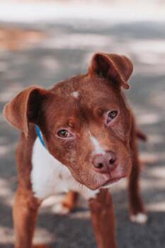 American Staffordshire Terrier and Mixed Breed Dogs Available for Adoption in North Charleston, South Carolina - 91859a Goblin Mode | PetCurious