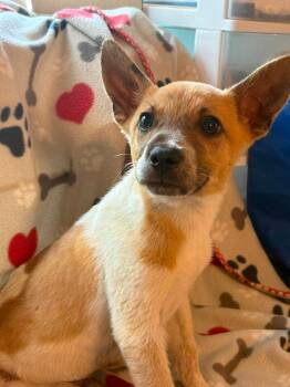 PJ -  Australian Cattle Dog Blue Heeler Dog Available for Adoption in Caldwell, Texas - PJ | PetCurious