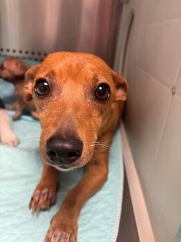 momma dog -  Chihuahua Dog for Adoption in Morgantown, Kentucky - Momma Dog | PetCurious