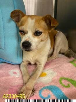 MINI -  Mixed Breed Dog for Adoption in West Palm Beach, Florida - MINI | PetCurious