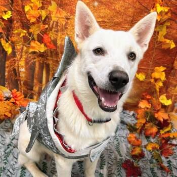 Bodhi -  White German Shepherd and Husky Dog for Adoption in Wadena, Minnesota - Bodhi | PetCurious