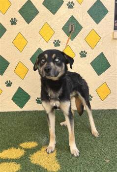 ANDI -  German Shepherd Dog and Australian Shepherd Dog for Adoption in Winter Haven, Florida - ANDI | PetCurious