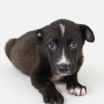 Jess -  Border Collie Dog for Adoption in Bedford, Indiana - Jess | PetCurious