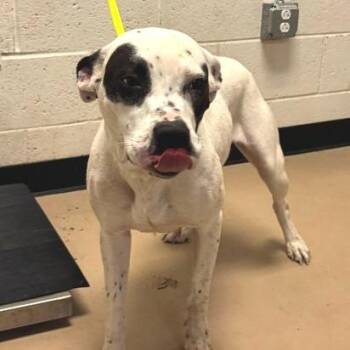 Athens -  Pit Bull Terrier and Mixed Breed Dog for Adoption in Nashville, Tennessee - Athens | PetCurious