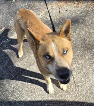 Siberian Husky Dogs Available for Adoption - Pen 211c Melvin Hw | PetCurious