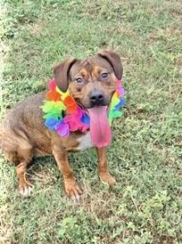 Rescue Mountain Cur Dogs for Adoption in Manchester, Connecticut - Elizabeth | PetCurious