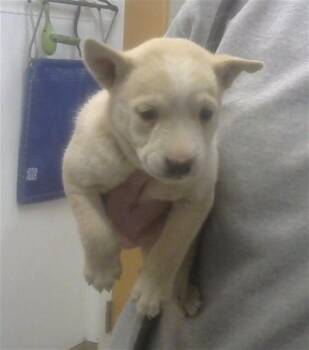 Australian Cattle Dog Blue Heeler and Mixed Breed Dogs Available for Adoption in Albuquerque, New Mexico - BUTTERCUP | PetCurious
