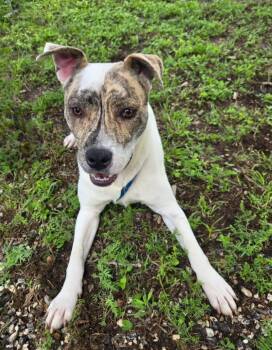 Caramel Swirl -  Mixed Breed Dog for Adoption in Fort Collins, Colorado - Caramel Swirl | PetCurious