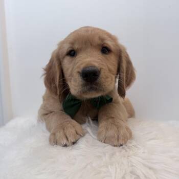Boomer -  Golden Retriever Dog for Adoption in Wrightstown, New Jersey - Boomer | PetCurious