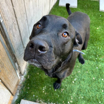 Rescue Black Labrador Retriever and Terrier Dogs for Adoption in New Orleans, Louisiana - Bruno (Reduced Rover) | PetCurious