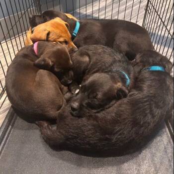 Labrador Retriever Dogs Available for Adoption in Dallas, Texas - Sienna | PetCurious
