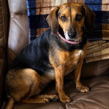 Skye -  Beagle Dog for Adoption in Shinnston, West Virginia - Skye | PetCurious