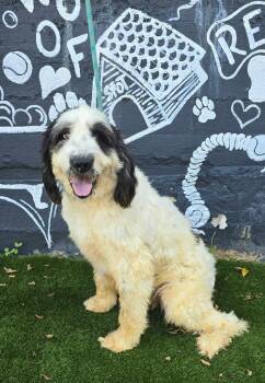 Bruno -  Poodle and Great Pyrenees Dog for Adoption in New York, New York - Bruno | PetCurious