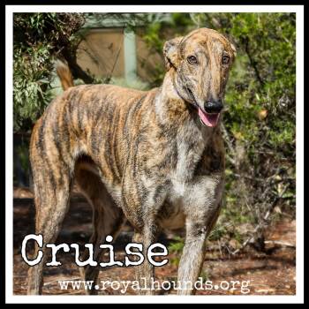 Cruise -  Greyhound Dog for Adoption in Seattle, Washington - Cruise | PetCurious