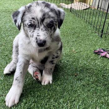 Lola Bunny, Sky Blue Collar -  Australian Shepherd and Mixed Breed Dog for Adoption in Ada, Minnesota - Lola Bunny, Sky Blue Collar | PetCurious