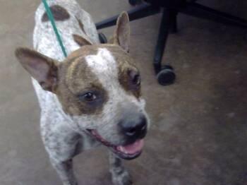 Mixed Breed Dogs Available for Adoption in Dallas, Texas - ICELAND | PetCurious