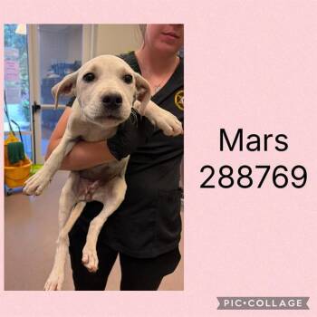 MARS -  Mixed Breed Dog for Adoption in Macon, Georgia - MARS | PetCurious