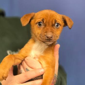 Chihuahua and Dachshund Dogs Available for Adoption - CT Toad Avail Feb 11 | PetCurious