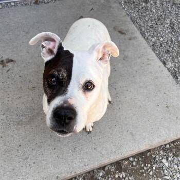 Pita -  Mixed Breed Dog Available for Adoption in Fairport, New York - Pita | PetCurious