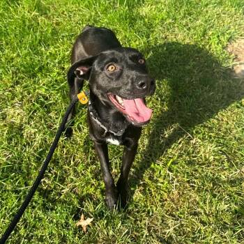 Reese -  Black Labrador Retriever Dog for Adoption in Brookhaven, New York - Reese | PetCurious